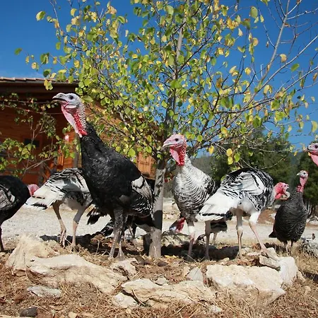 Летний дом Blacktree Farm And Cottages *